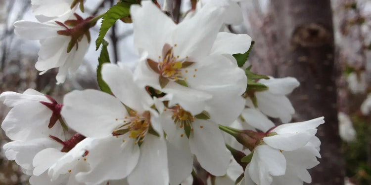 flowering trees
