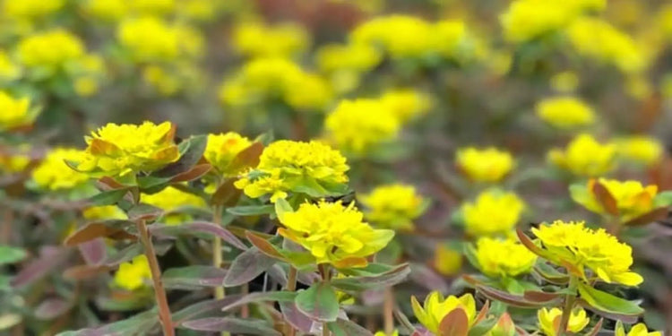 ground cover