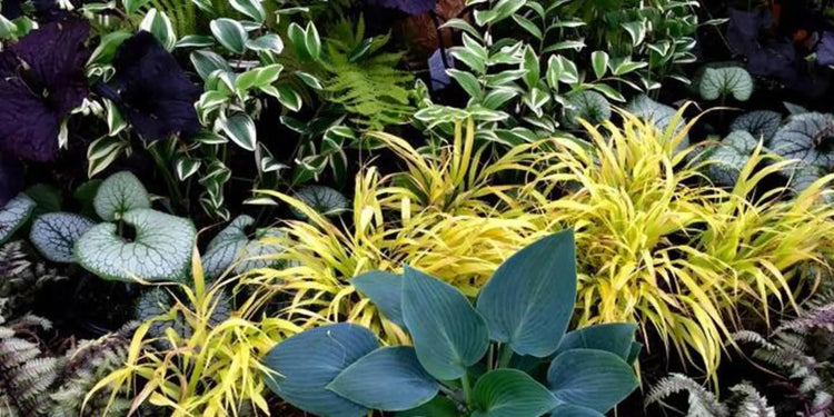 Shade Plants