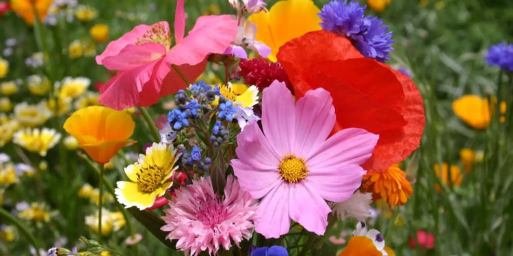 annual flowers
