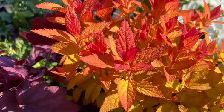shrubs