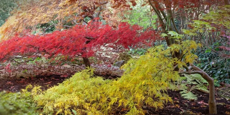 specimen trees