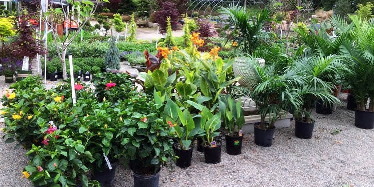 tropical plants