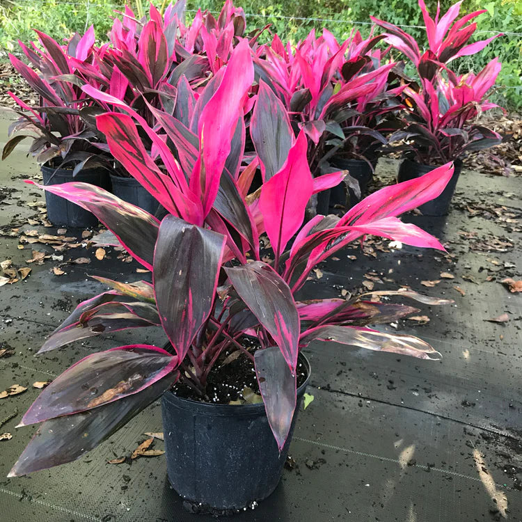 cordyline plant indoor or outdoor Cordyline | Bold Foliage & Striking Color