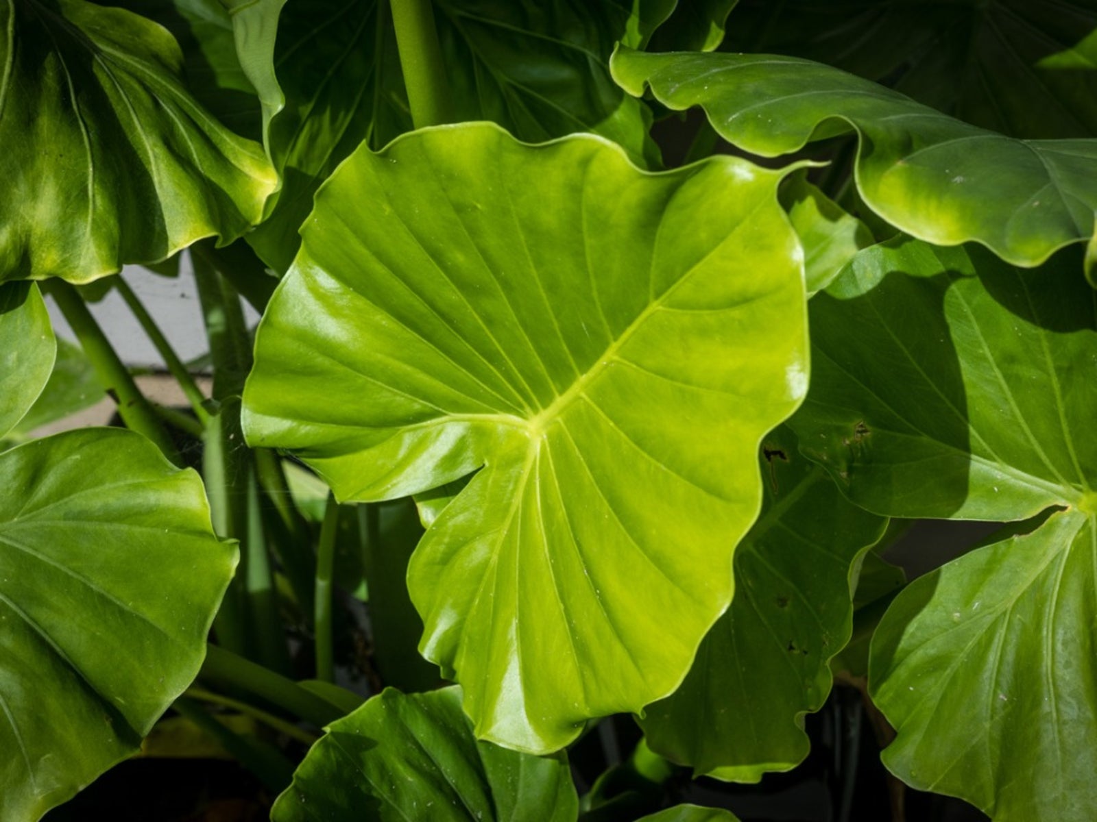 green taro elephant ears plant for ponds and garden Elephant Ear Plants: Bold, Tropical Foliage for Your Garden – Riverside Nursery & Garden Center
