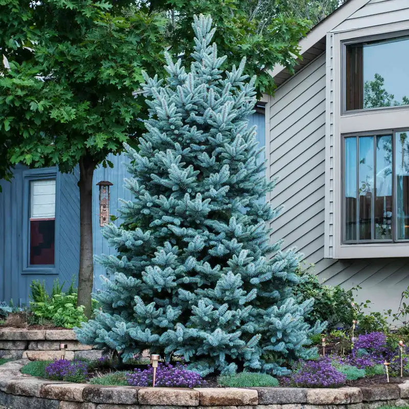 Colorado Blue Spruce Varieties Landscaping Guide For Colorado Blue colorado-blue-spruce-varieties-landscaping-guide-for-colorado-blue