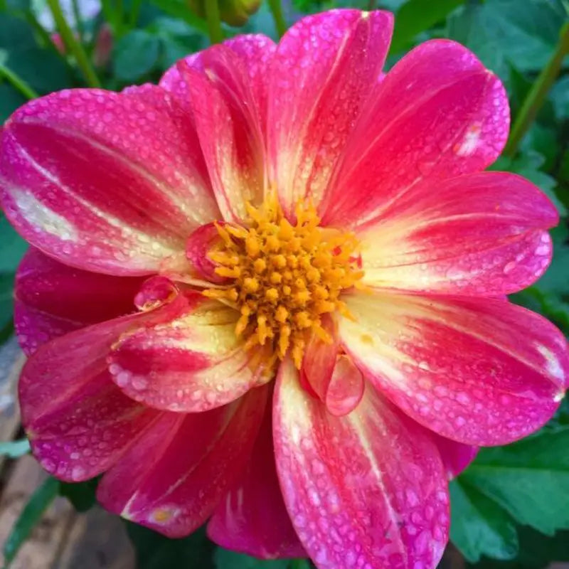 riverside nursery flower