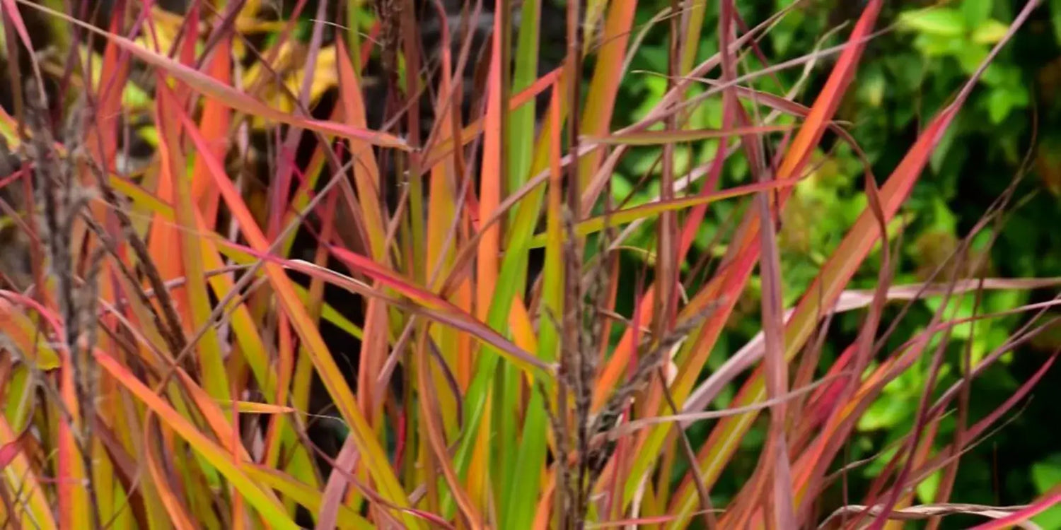 ornamental grasses