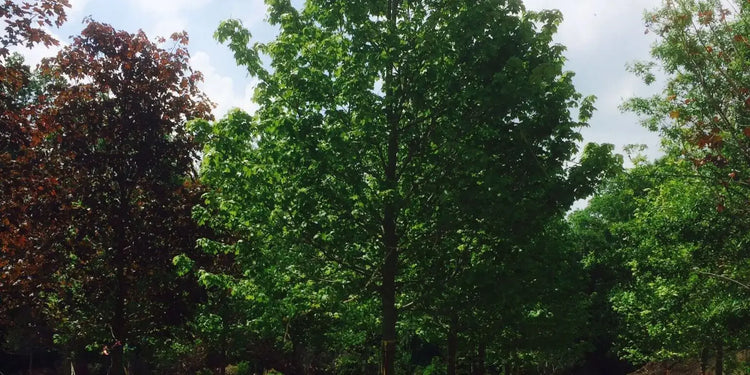 trees
