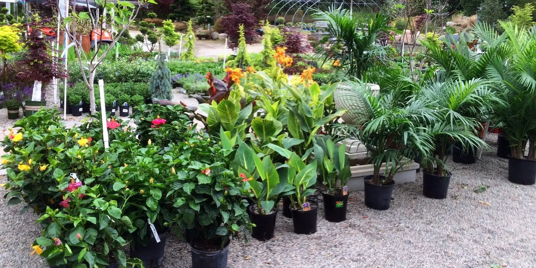 tropical plants