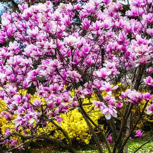 Magnolia Tree