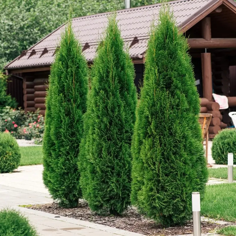 Emerald Green Arborvitae Planting Trees Green Giant Arborvitae Trees