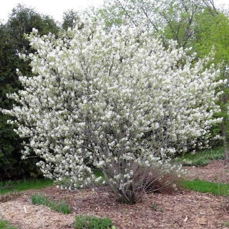 Amelanchier