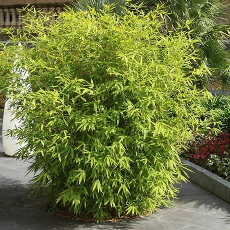 Bamboo Fargesia 'Rufa'