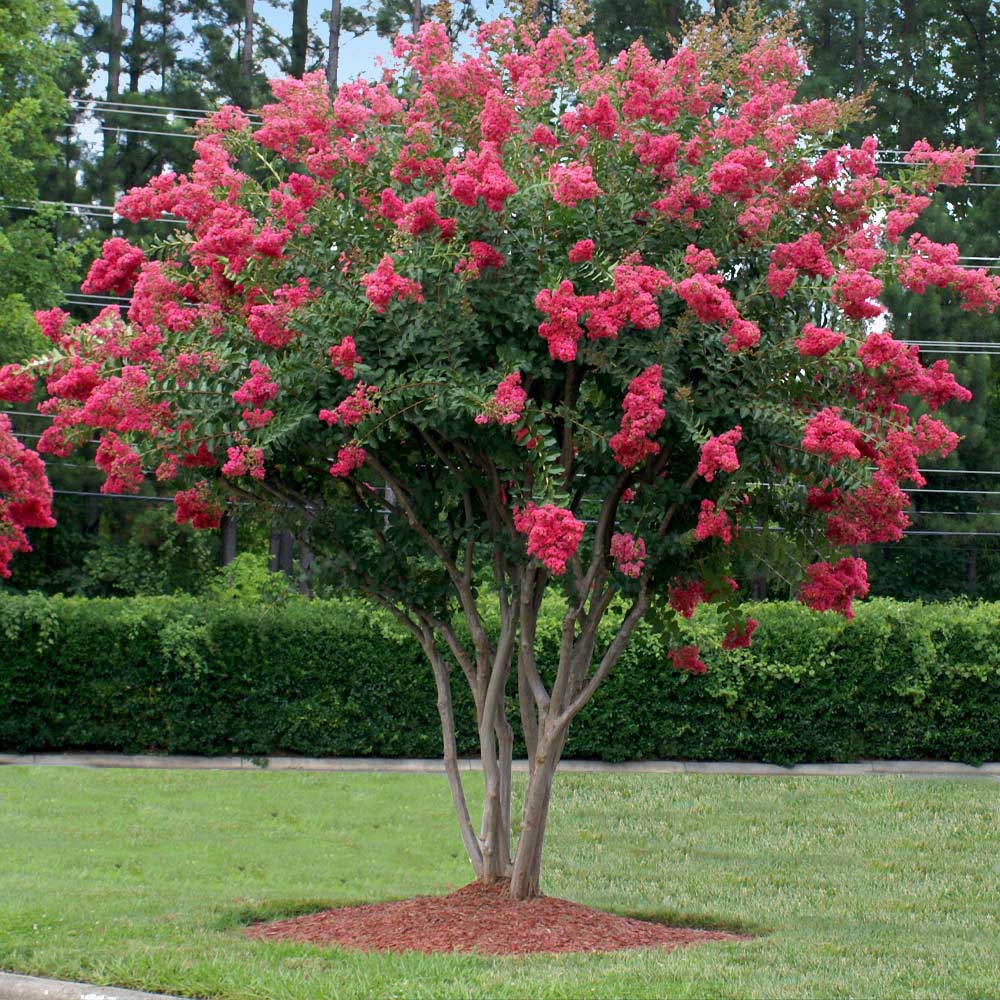 Crape Myrtle: Vibrant Blooms and Year-Round Beauty - Riverside