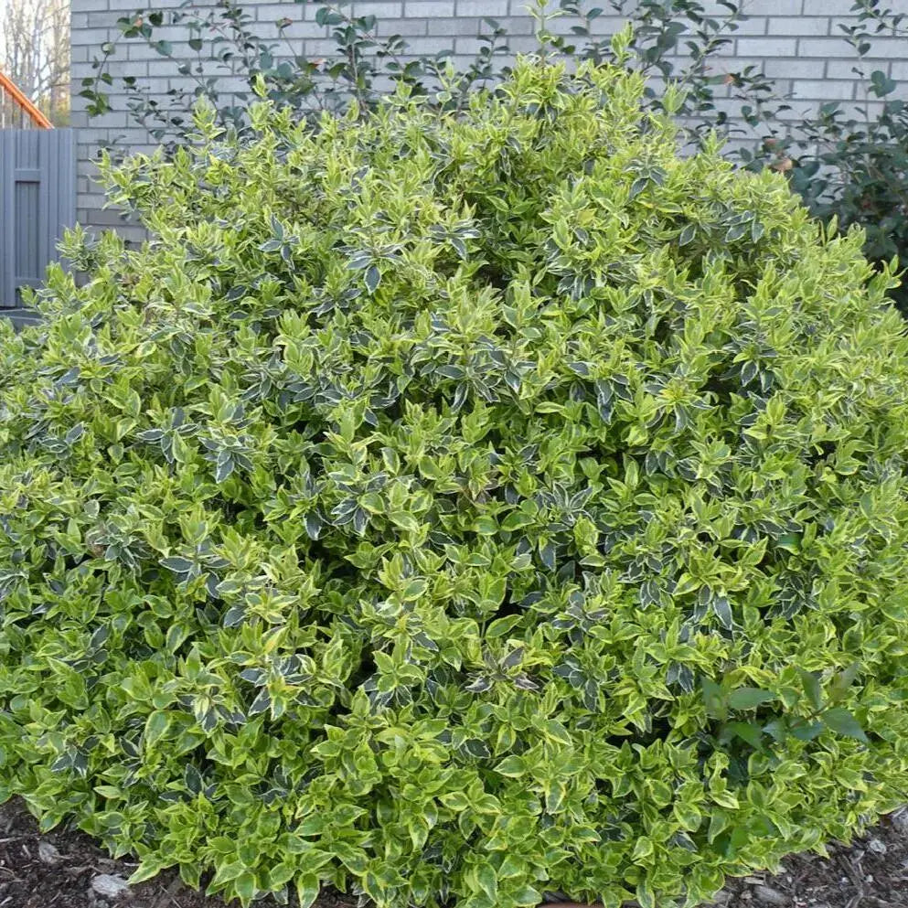 Abelia 'Radiance' 
