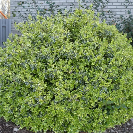 Abelia 'Radiance' 