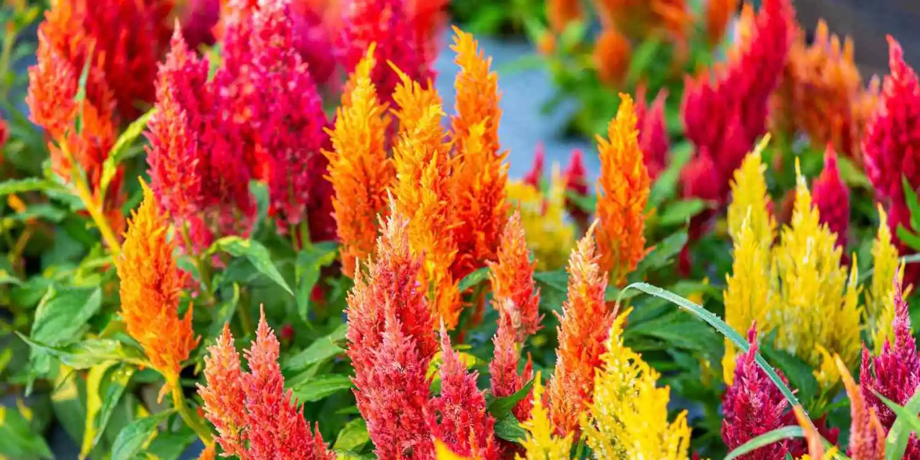 annuals