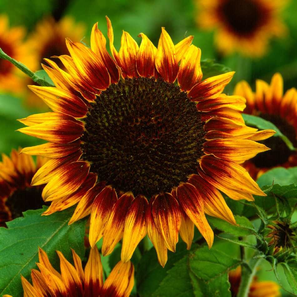 Girasoles