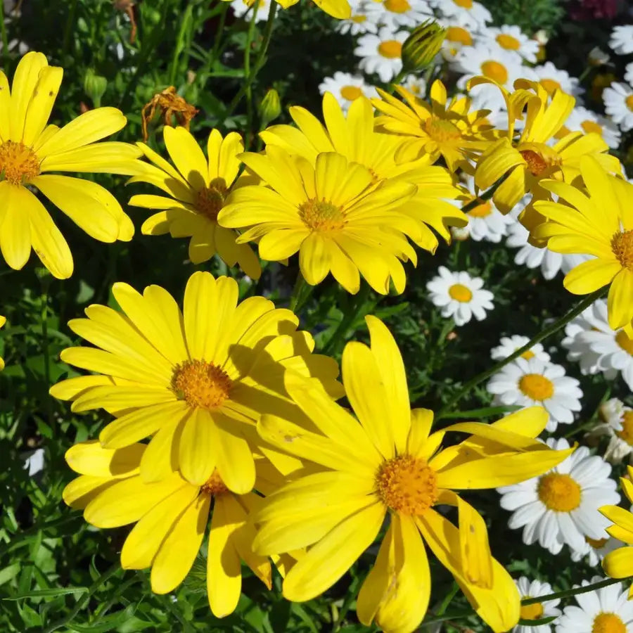 plant care