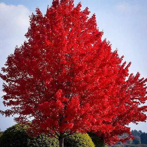 Arce rojo