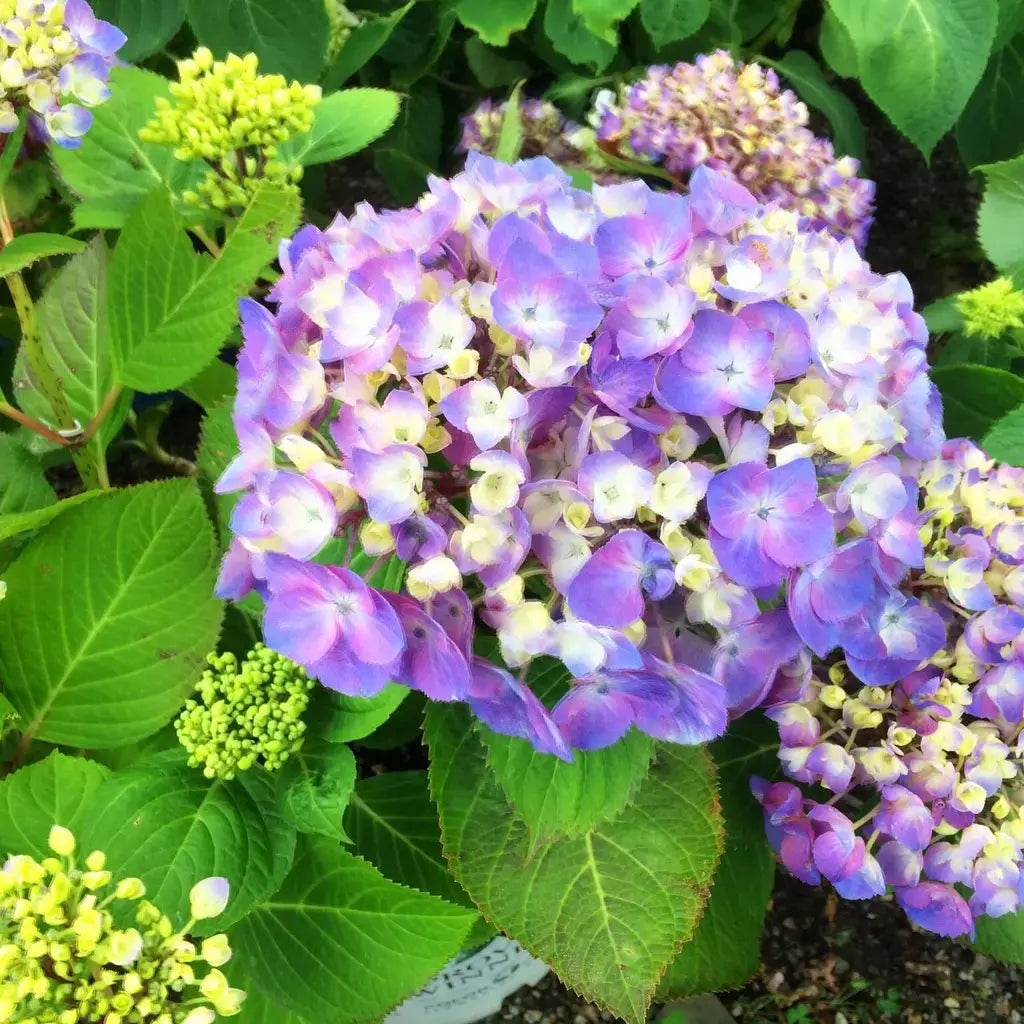riverside nursery faq