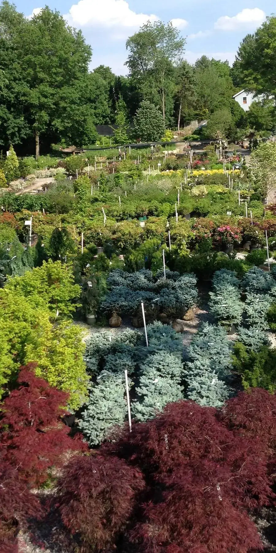 riverside nursery offers the best selection