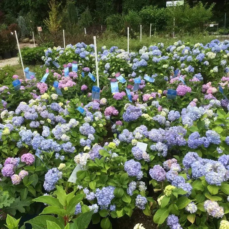 wholesale plants northern new jersey