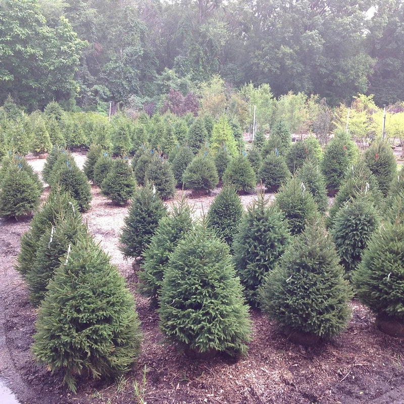 wholesale trees for landscaping project